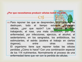 
¿Por que necesitamos producir células todos los días
 Para reponer las que se desprenden, se mueren o se
destruyen, todo el tiempo estamos perdiendo
células, ¿por que razón? Los órganos al estar
trabajando, el rose, una mala circulación, por una
enfermedad, por infecciones, ejercicio, el alcohol, el
sedentarismo, en los sangrados, los antibióticos, los
estimulantes, el estrés (acelera el trabajo en ciertos
órganos), entre otras cosas.
El organismo tiene que reponer todas las células
perdidas ¿Cómo lo hace? Con una combinación especial
de los 114 nutrimentos. Normalmente el proceso de una
enfermedad tiene que ver con la perdida de células.
 