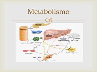 
Metabolismo
 
