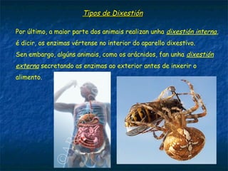 Por último, a maior parte dos animais realizan unha dixestión interna,
é dicir, os enzimas vértense no interior do aparello dixestivo.
Sen embargo, algúns animais, como os arácnidos, fan unha dixestión
externa secretando as enzimas ao exterior antes de inxerir o
alimento.
Tipos de Dixestión
 