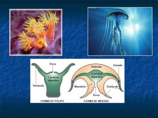 Tipos de Aparellos Dixestivos
Hai dous tipos:
 Cavidade gástrica: espazo recuberto de células con un único
orificio que actúa de boca e ano. É típica dalgúns invertebrados como
as medusas e pólipos.
 Tubo dixestivo: conduto de tamaño variable que comeza nunha
boca, por onde se toman os alimentos, e remata nun ano polo que se
expulsan os residuos. Ao longo deste tubo hai distintas rexións con
funcións específicas e adaptadas ao tipo de alimentación do animal.
 