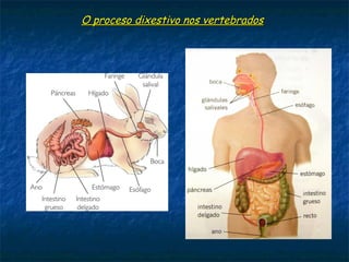 O proceso dixestivo dalgúns invertebrados
 A maioría dos moluscos posúen un tubo dixestivo (con boca e ano xa
separados) onde se produce a dixestión extracelular. Teñen un órgano,
o hepatopancreas que produce enzimas dixestivos. Algúns moluscos,
como os bivalvos, son filtradores.
 Os artrópodos teñen tamén un tubo dixestivo para realizar a
dixestión extracelular. Dependendo do tipo de artrópodo posúen
distintos apéndices bucais, despois un esófago, un papo (buche) onde
os alimentos mestúranse coa saliva e unha moega (molleja) onde se
trituran. Por último pasan ao intestino e finalmente ao ano.
ArtrópodosMoluscos
Boca
Ano
Hepatopáncreas
Estómago
Ano
Intestino
Boca
Esófago
Papo
Moega
 