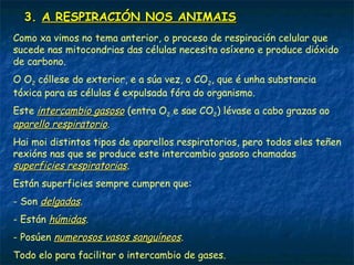 O proceso dixestivo nos vertebrados
Teñen unha dixestión extracelular que sucede nun tubo dixestivo.
Hai variacións atendendo a alimentación, pero en xeral o aparello
dixestivo dos vertebrados consta de:
 Boca, onde ocorre a trituración (dentes) do alimento e a mestura coa
saliva.
 Farinxe, esófago e estómago, onde se realiza a dixestión gástrica.
 Intestino delgado, onde finaliza a dixestión e se absorben a maioría
dos nutrientes.
 Intestino groso, onde se forman as feces.
Ademais ao longo do tubo hai glándulas anexas (salivares, páncreas,
fígado...) que verten enzimas e outras substancias que contribúen á
dixestión.
 
