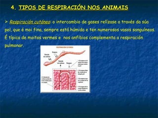 Respiración aérea- Respiración acuática
No aire hai unha maior disponibilidade de osíxeno que na auga, sen
embargo a exposición aérea seca as superficies respiratorias. Por iso
os animais aéreos e acuáticos posúen distintas estruturas.
Os animais aéreos soen ter as estruturas respiratorias no interior do
corpo para evitar a desecación.
Pola contra os animais acuáticos expoñen ao exterior (á auga con O2)
estas estruturas porque o principal problema que teñen é a menor
cantidade de osíxeno.
 