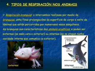 4. TIPOS DE RESPIRACIÓN NOS ANIMAIS
Os animais máis sinxelos (esponxas, medusas...) non teñen aparello
respiratorio, xa que fan o intercambio de gases a través da
superficie do seu corpo.
Os que sí o posúen, téñeno adaptado ao medio no que viven e
asociado ao circulatorio (transporta os gases polo organismo).
Hai catro tipos de respiración nos animais: cutánea, branquial,
traqueal e pulmonar.
 