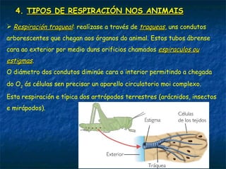4. TIPOS DE RESPIRACIÓN NOS ANIMAIS
 Respiración cutánea: o intercambio de gases relízase a través da súa
pel, que é moi fina, sempre está húmida e ten numerosos vasos sanguíneos.
É típica de moitos vermes e nos anfibios complementa a respiración
pulmonar.
 