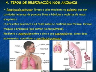 4. TIPOS DE RESPIRACIÓN NOS ANIMAIS
 Respiración branquial: o intercambio realízase por medio de
branquias, unha finas prolongacións da superficie do corpo a xeito de
láminas que están percorridas por numerosos vasos sanguíneos.
As branquias son características dos animais acuáticos, e poden ser
externas (se saen cara o exterior) ou internas (se se atopan nunha
cavidade interna que comunica co exterior).
externas internas
 