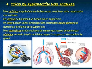 4. TIPOS DE RESPIRACIÓN NOS ANIMAIS
 Respiración traqueal: realízase a través de traqueas, uns condutos
arborescentes que chegan aos órganos do animal. Estos tubos ábrense
cara ao exterior por medio duns orificios chamados espiraculos ou
estigmas.
O diámetro dos condutos diminúe cara o interior permitindo a chegada
do O2 ás células sen precisar un aparello circulatorio moi complexo.
Esta respiración e típica dos artrópodos terrestres (arácnidos, insectos
e mirápodos).
 