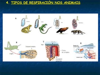 4. TIPOS DE RESPIRACIÓN NOS ANIMAIS
 Respiración pulmonar: lévase a cabo mediante os pulmóns, que son
cavidades internas de paredes finas e húmidas e repletas de vasos
sanguíneos.
O aire entra pola boca e as fosas nasais e continúa pola farinxe, larinxe,
tráquea e bronquios (que entran xa nos pulmóns).
Mediante a inspiración entra o aire e coa expiración sae, estos dous
movementos constitúen a ventilación pulmonar.
 