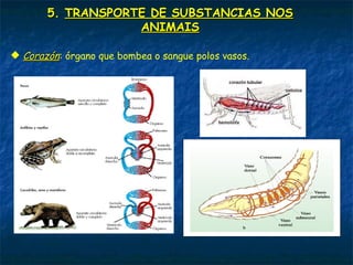 4. TIPOS DE RESPIRACIÓN NOS ANIMAIS
 