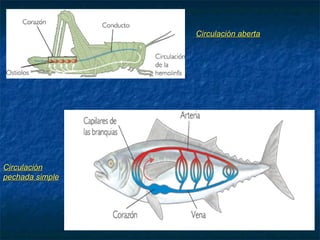 5. TRANSPORTE DE SUBSTANCIAS NOS
ANIMAIS
 Corazón: órgano que bombea o sangue polos vasos.
 