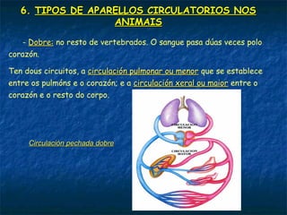 6. TIPOS DE APARELLOS CIRCULATORIOS NOS
ANIMAIS
Hai dous tipos:
 Aparello circulatorio aberto: aparece en moluscos e artrópodos. Os
vasos (condutos para a circulación) non forman un circuito pechado. O
sangue ou a hemolinfa enchoupa as cavidades en contacto coas células,
nelas realízase o intercambio de gases e nutrientes, e de aquí volve ao
corazón a través duns orificios chamados ostiolos.
 Aparello circulatorio pechado: en anélidos, cefalópodos e
vertebrados. O sangue circula sempre polo interior de vasos nun
sistema pechado (saen do corazón e retornan a él). Hai dous tipos:
- Simple: aparece nos peixes. O sangue pasa só unha vez polo corazón.
Circuito: Corazón-branquias (recolle o O2 e deixa o CO2)-resto do
corpo (descarga o O2 e recolle o CO2)- Retorno ao corazón.
 