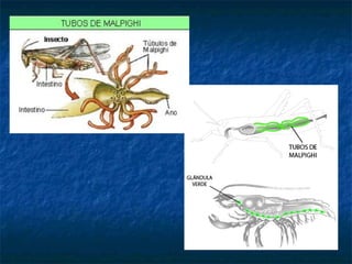 6. TIPOS DE APARELLOS CIRCULATORIOS NOS
ANIMAIS
- Dobre: no resto de vertebrados. O sangue pasa dúas veces polo
corazón.
Ten dous circuitos, a circulación pulmonar ou menor que se establece
entre os pulmóns e o corazón; e a circulación xeral ou maior entre o
corazón e o resto do corpo.
Circulación pechada dobre
 