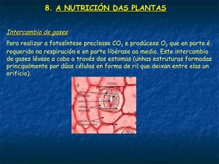8. A NUTRICIÓN DAS PLANTAS
Os organismos unicelulares fotosintéticos toman os nutrientes
directamente do medio externo.
As algas pluricelulares e carrizas, non teñen sistemas de transporte
de nutrientes e precisan vivir en ambiente húmidos para tomar a
través do toda a súa superficie as substancias que precisan.
As plantas superiores desenvolveron órganos especializados na
nutrición:
 As raíces absorben a auga e os minerais.
 O talo sostén a planta e posúe condutos de transporte para o zume.
 As follas realizan a fotosíntese.
 