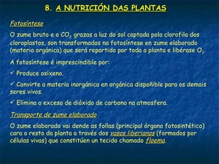 8. A NUTRICIÓN DAS PLANTAS
Absorción de nutrientes
É o paso da auga e sales minerais dende as raíces cara o resto
da planta e realízase a través dunhas finas prolongacións das
raíces chamadas pelos absorbentes.
O zume bruto (auga + sales minerais) é a materia prima para
realizar a fotosíntese.
Transporte de zume bruto
Dende a raíz, o zume bruto pasa aos vasos leñosos (formados por
células mortas) que constitúen un tecido denominado xilema.
Estes vasos percorren o interior do talo e transportan o zume bruto
ata as follas.
O ascenso débese a varios fenómenos: capilaridade, presión da auga
na raíz, transpiración foliar...
 