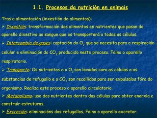 1.1. Procesos da nutrición en animais
Tras a alimentación (inxestión de alimentos):
 Dixestión: transformación dos alimentos en nutrientes que pasan do
aparello dixestivo ao sangue que os transportará a todas as células.
 Intercambio de gases: captación do O2 que se necesita para a respiración
celular e eliminación do CO2 producido neste proceso. Faino o aparello
respiratorio.
 Transporte: Os nutrientes e o O2 son levados cara as células e as
substancias de refugallo e o CO2 son recollidos para ser expulsalos fóra do
organismo. Realiza este proceso o aparello circulatorio.
 Metabolismo: uso dos nutrientes dentro das células para obter enerxía e
construír estruturas.
 Excreción: eliminacións dos refugallos. Faino o aparello excretor.
 