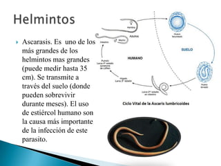 

Ascarasis. Es uno de los
más grandes de los
helmintos mas grandes
(puede medir hasta 35
cm). Se transmite a
través del suelo (donde
pueden sobrevivir
durante meses). El uso
de estiércol humano son
la causa más importante
de la infección de este
parasito.

 
