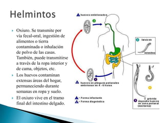 





Oxiuro. Se transmite por
vía fecal-oral, ingestión de
alimentos o tierra
contaminada o inhalación
de polvo de las casas.
También, puede transmitirse
a través de la ropa interior y
de cama, objetos, etc.
Los huevos contaminan
extensas áreas del hogar,
permaneciendo durante
semanas en ropa y suelo.
El oxiuro vive en el tramo
final del intestino delgado.

 