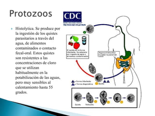 

Histolytica. Se produce por
la ingestión de los quistes
parasitarios a través del
agua, de alimentos
contaminados o contacto
fecal-oral. Estos quistes
son resistentes a las
concentraciones de cloro
que se utilizan
habitualmente en la
potabilización de las aguas,
pero muy sensibles al
calentamiento hasta 55
grados.

 