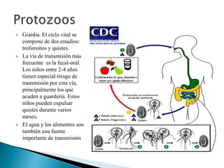 





Giardia. El ciclo vital se
compone de dos estadios:
trofozoítos y quistes.
La vía de transmisión más
frecuente es la fecal-oral.
Los niños entre 2-4 años
tienen especial riesgo de
transmisión por esta vía,
principalmente los que
acuden a guardería. Estos
niños pueden expulsar
quistes durante varios
meses,
El agua y los alimentos son
también una fuente
importante de transmisión

 
