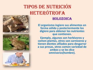 TIPOS DE NUTRICIÓN
HETERÓTROFA
Holozoica
El organismo ingiere sus alimentos en
forma sólida y posteriormente los
digiere para obtener los nutrientes
que contienen.
Ejemplo, algunos son herbívoros y
comen plantas, otros son carnívoros y
tienen dientes afilados para desgarrar
a sus presas, otros comen variedad de
ambos y se les dice
omnívoros(hombre).
 