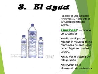 El agua es una sustancia
fundamental. representa el
60% del peso total del
cuerpo.
FuncionesFunciones: transporte
de sustancias
•medio en el que se
realizan la mayoría de las
reacciones químicas que
tienen lugar en nuestro
cuerpo.
•actúa como sistema de
refrigeración .
• interviene en la
eliminación de sustancias.
3. El agua3. El agua
 
