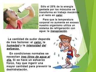 Sólo el 25% de la energía
gastada por los músculos se
transforma en trabajo mecánico
y el resto en calorcalor.
Para que la temperatura
corporal no aumente en exceso
nuestro organismo utiliza un
sistema de refrigeración con
agua: la transpiracióntranspiración.
La cantidad de sudor depende
de tres factores: el calor,calor, la
humedadhumedad y la intensidadintensidad deldel
esfuerzo.esfuerzo.
En condiciones normales se
necesitan tres litros de agua altres litros de agua al
día.día. Si se hace un esfuerzo
físico, hay que ingerir una
mayor cantidad para prevenir la
deshidratación.
 