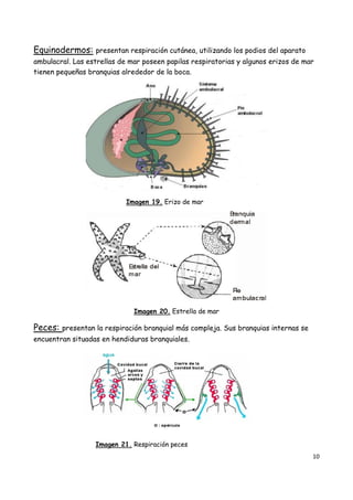 10
Equinodermos: presentan respiración cutánea, utilizando los podios del aparato
ambulacral. Las estrellas de mar poseen papilas respiratorias y algunos erizos de mar
tienen pequeñas branquias alrededor de la boca.
Imagen 19. Erizo de mar
Imagen 20. Estrella de mar
Peces: presentan la respiración branquial más compleja. Sus branquias internas se
encuentran situadas en hendiduras branquiales.
Imagen 21. Respiración peces
 