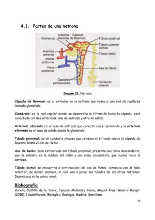 18
4.1. Partes de una netrona
Imagen 33. Netrona
Cápsula de Bowman: es el extremo de la nefrona que rodea a una red de capilares
llamada glomérulo.
Glomérulo: es la red capilar donde se desarrolla la filtración hacia la cápsula; está
conectada con dos arteriolas, una de entrada y otra de salida.
Arteriola aferente es el vaso de entrada que conecta con el glomérulo y la arteriola
eferente es el vaso de salida desde le glomérulo.
Túbulo proximal: es un conducto sinuoso que conduce el filtrado desde la cápsula de
Bowman hasta el asa de Henle.
Asa de henle: zona estrechada del túbulo proximal, presenta una rama descendente,
que se adentra en la médula del riñón y una rama ascendente, que vuelve hacia la
corteza.
Túbulo distal: se encuentra a continuación del asa de Henle, comunica con el tubo
colector, de mayor anchura, al cual van a parar los túbulos de las otras nefronas.
Desemboca en la pelvis renal.
Bibliografía
Aurelio Castillo de la Torre, Ignacio Meléndez Hevia, Miguel Ángel Madrid Rangel.
(2015). 1 bachillerato. Biología y Geología. Madrid: Santillana
 