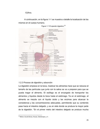26
13)Ano.
A continuación, en la figura 1-1 se muestra a detalle la localización de los
mismos en el cuerpo humano.
Figura 1-1 El aparato digestivo.
32
1.2.2 Proceso de digestión y absorción
La digestión empieza en la boca, masticar los alimentos hace que se reduzca el
tamaño de las partículas que junto con la saliva se va a preparar para que se
pueda tragar el alimento. El esófago es el encargado de transportar los
alimentos y líquidos desde la boca hasta el estómago. Ya en el estómago, el
alimento se mezcla con el líquido ácido y las enzimas para alcanzar la
consistencia y las concentraciones adecuadas, permitiendo que su contenido
pase hacia el intestino delgado, y es en éste donde se produce la mayor parte
de la digestión. “En el primer metro del intestino delgado se produce mucha
32
Mahan, Escott-Stump, Krause, Dietoterapia, p. 4.
 