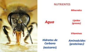 NUTRIENTES
Hidratos de
Carbono
(azúcares)
Aminoácidos
(proteínas)
Agua
Minerales
Lípidos
(grasas)
Vitaminas
 