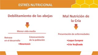 ESTRÉS NUTRICIONAL
Mal Nutrición de
la Cría
Presentación de enfermedades
•Loque Europea
•Cría Yesificada
Debilitamiento de las abejas
Menor vida media
Estancamiento
de la población
Retraso
en el desarrollo
•Nosemosis
 
