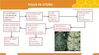 POLEN EN OTOÑO
CANTIDAD Y
CALIDAD DE
POLEN EN
OTOÑO
CANTIDAD DE
PROTEINA
CORPORAL
VIDA
MEDIA
DE LAS
ABEJAS
POBLACIÓN
AL FIN
DE LA
INVERNADA
ARRANQUE
EN PRIMAVERA
POBLACIÓN
DE ABEJAS
PARA LA
MULTIPLICACIÓN
POBLACIÓN DE
ABEJAS PARA
LA COSECHA
Nº DE
NUEVAS
COLONIAS
KG DE MIEL
POR
COLMENA
(M.Vidal; E. Bedascarrasbure)
 