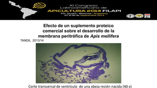 Corte transversal de ventrículo de una abeja recién nacida (40 x)
Efecto de un suplemento proteico
comercial sobre el desarrollo de la
membrana peritrófica de Apis mellifera
TANDIL 2013/14
 