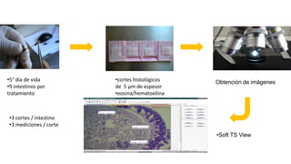 •5° día de vida
•9 intestinos por
tratamiento
•cortes histológicos
de 5 µm de espesor
•eosina/hematoxilina
•3 cortes / intestino
•3 mediciones / corte
•Soft TS View
Obtención de imágenes
 