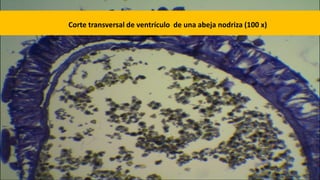 Corte transversal de ventrículo de una abeja nodriza (100 x)
 