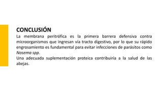 CONCLUSIÓN
La membrana peritrófica es la primera barrera defensiva contra
microorganismos que ingresan vía tracto digestivo, por lo que su rápido
engrosamiento es fundamental para evitar infecciones de parásitos como
Nosema spp.
Una adecuada suplementación proteica contribuiría a la salud de las
abejas.
 