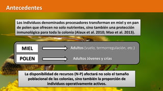 Antecedentes
Los individuos denominados procesadores transforman en miel y en pan
de polen que ofrecen no solo nutrientes, sino también una protección
inmunológica para toda la colonia (Alaux et al. 2010; Mao et al. 2013).
MIEL
POLEN
Adultos (vuelo, termorregulación, etc.)
Adultos Jóvenes y crías
La disponibilidad de recursos (N-P) afectará no solo el tamaño
poblacional de las colonias, sino también la proporción de
individuos operativamente activos.
7
 