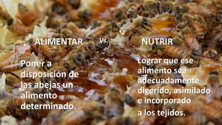 ALIMENTAR
Poner a
disposición de
las abejas un
alimento
determinado.
NUTRIR
Lograr que ese
alimento sea
adecuadamente
digerido, asimilado
e incorporado
a los tejidos.
Vs.
 