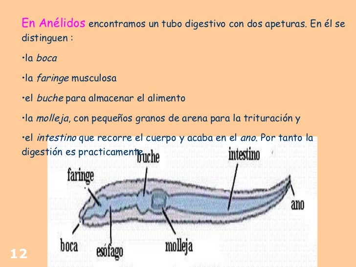 Nutricion Animal