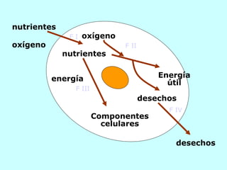 Energía útil Componentes celulares nutrientes nutrientes desechos desechos F I F II F III F IV oxígeno oxígeno energía
