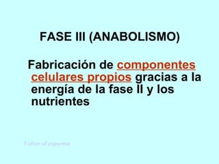 FASE III (ANABOLISMO) Fabricación de componentes celulares propios gracias a la energía de la fase II y los nutrientes Volver al esquema