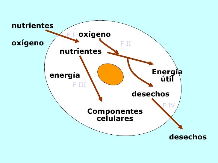 calculadora de metabolismo basal para Dummies