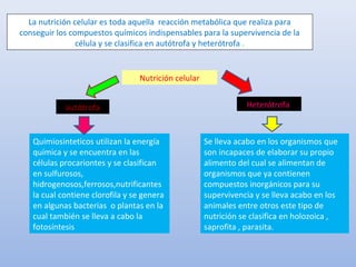 La nutrición celular es toda aquella reacción metabólica que realiza para
conseguir los compuestos químicos indispensables para la supervivencia de la
célula y se clasifica en autótrofa y heterótrofa .
Nutrición celular
autótrofa Heterótrofa
Quimiosinteticos utilizan la energía
química y se encuentra en las
células procariontes y se clasifican
en sulfurosos,
hidrogenosos,ferrosos,nutrificantes
la cual contiene clorofila y se genera
en algunas bacterias o plantas en la
cual también se lleva a cabo la
fotosíntesis
Se lleva acabo en los organismos que
son incapaces de elaborar su propio
alimento del cual se alimentan de
organismos que ya contienen
compuestos inorgánicos para su
supervivencia y se lleva acabo en los
animales entre otros este tipo de
nutrición se clasifica en holozoica ,
saprofita , parasita.
 