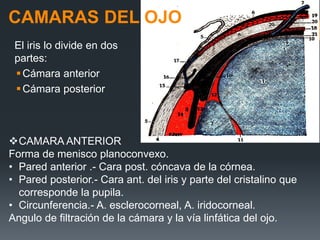 CAMARAS DEL OJO
El iris lo divide en dos
partes:
Cámara anterior
Cámara posterior
CAMARA ANTERIOR
Forma de menisco planoconvexo.
• Pared anterior .- Cara post. cóncava de la córnea.
• Pared posterior.- Cara ant. del iris y parte del cristalino que
corresponde la pupila.
• Circunferencia.- A. esclerocorneal, A. iridocorneal.
Angulo de filtración de la cámara y la vía linfática del ojo.
 