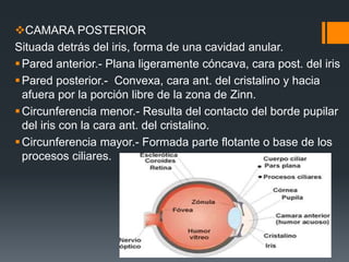CAMARA POSTERIOR
Situada detrás del iris, forma de una cavidad anular.
Pared anterior.- Plana ligeramente cóncava, cara post. del iris
Pared posterior.- Convexa, cara ant. del cristalino y hacia
afuera por la porción libre de la zona de Zinn.
Circunferencia menor.- Resulta del contacto del borde pupilar
del iris con la cara ant. del cristalino.
Circunferencia mayor.- Formada parte flotante o base de los
procesos ciliares.
 