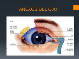 ANEXOS DEL OJO
 