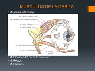 MUSCULOS DE LA ORBITA
 Músculos extrínseco
 M. Elevador del párpado superior
 M. Rectos
 M. Oblicuos
 