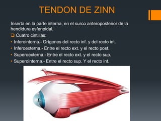 TENDON DE ZINN
Inserta en la parte interna, en el surco anteroposterior de la
hendidura esfenoidal.
 Cuatro cintillas:
• Inferointerna.- Orígenes del recto inf. y del recto int.
• Inferoexterna.- Entre el recto ext. y el recto post.
• Superoexterna.- Entre el recto ext. y el recto sup.
• Superointerna.- Entre el recto sup. Y el recto int.
 