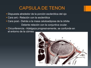 CAPSULA DE TENON
 Dispuesta alrededor de la porción esclerótica del ojo
 Cara ant.- Relación con la esclerótica
 Cara post.- Detrás a la masa celuloadiposa de la órbita
Delante relación con la conjuntiva ocular.
 Circunferencia.- Adelgaza progresivamente, se confunde en
el entorno de la córnea.
 