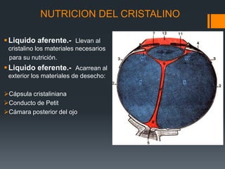 NUTRICION DEL CRISTALINO
Liquido aferente.- Llevan al
cristalino los materiales necesarios
para su nutrición.
Liquido eferente.- Acarrean al
exterior los materiales de desecho:
Cápsula cristaliniana
Conducto de Petit
Cámara posterior del ojo
 